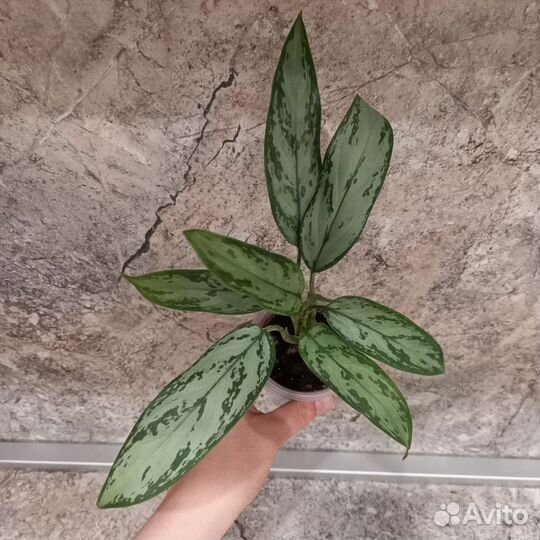 Аглаонема, Диффенбахия, Пилея Кадье