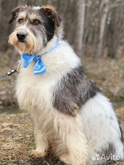 Собака в добрые руки