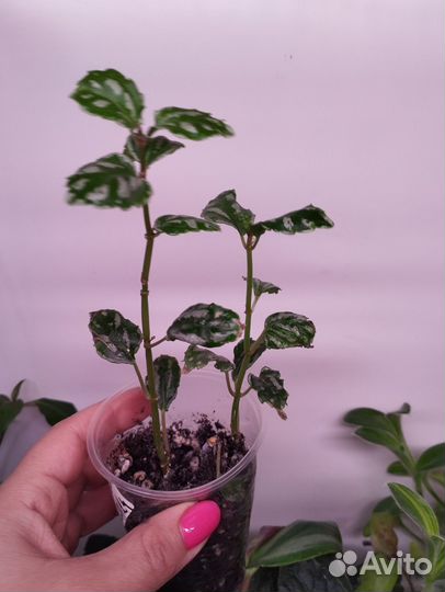 Пилея кадье