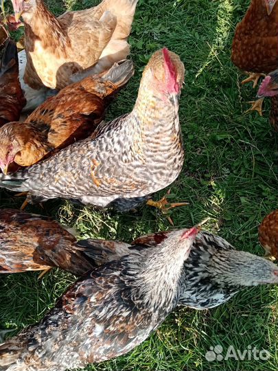 Петухи молодые