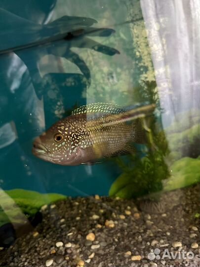 Аквариум 100 литров