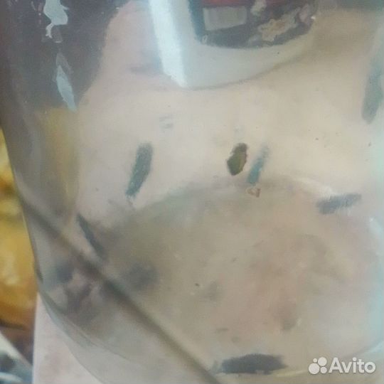 Черная львинка