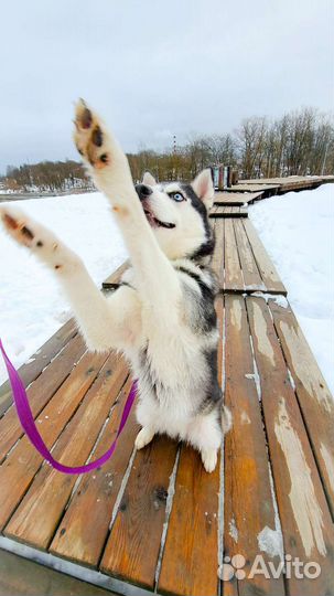 Сибирский хаски