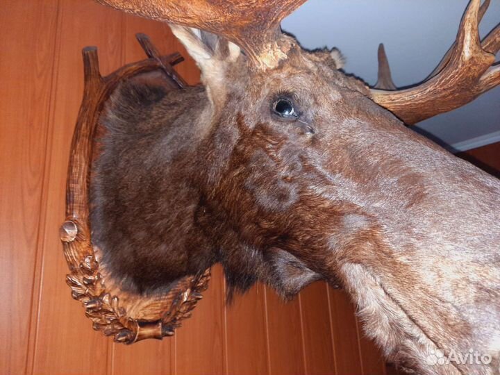 Чучело лося на медальоне
