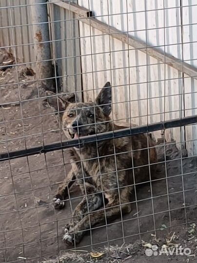 Собака из приюта