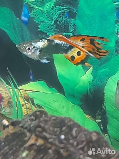 Рыбы гуппи