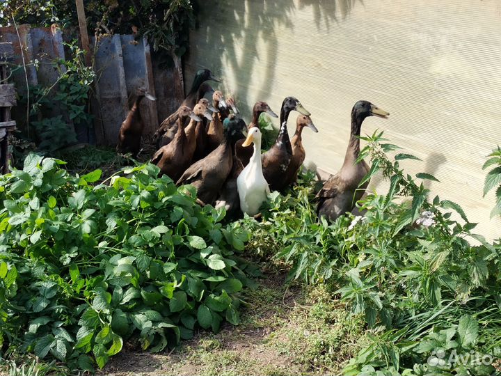 Утки индийский бегунок