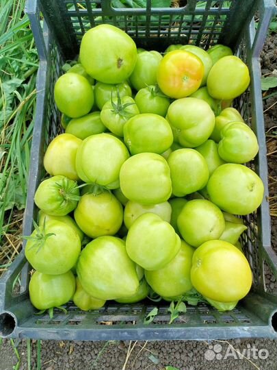 Помидоры домашние