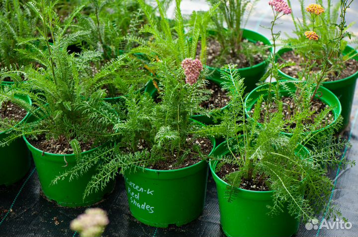 Тысячелистник необычной расцветки