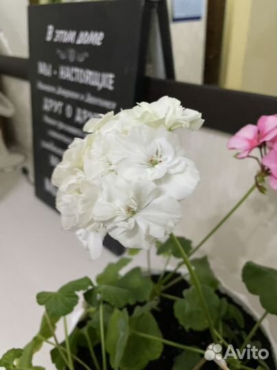 Герань пеларгония набор в горшке