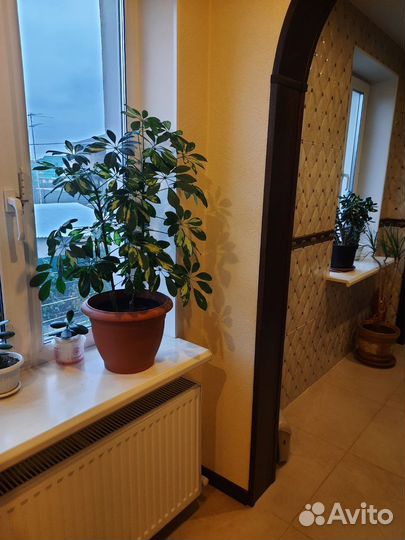 Домашние растения