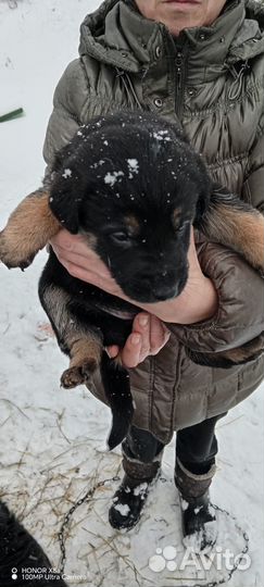 Бесплатно щенята В добрые руки