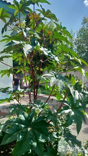 Клещевина(семена)