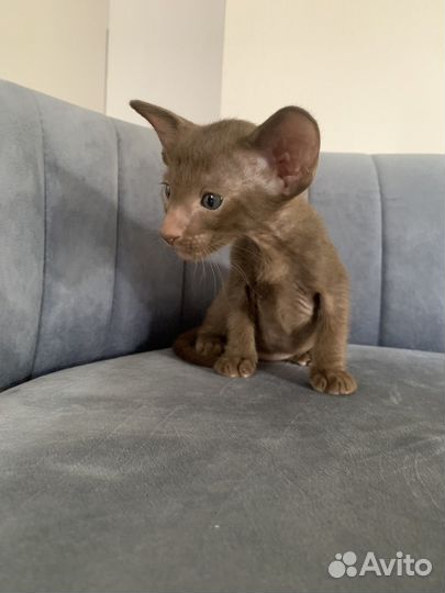 Ориентальные котята