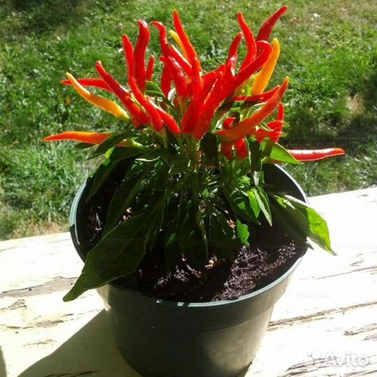 Комнатный перец острый съедобный Медуза Горгона