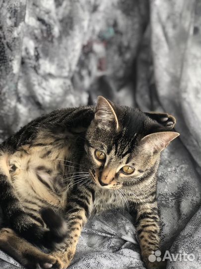 Бенгальская кошка