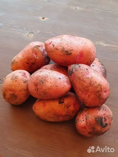 Продам картофель едовой
