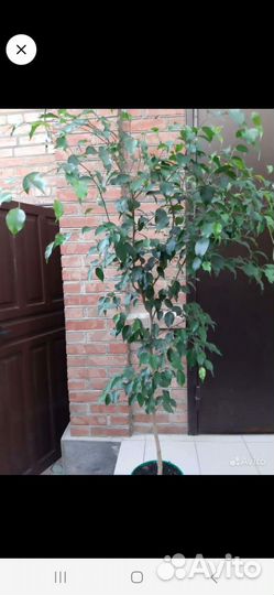 Фикус бенджамина большой