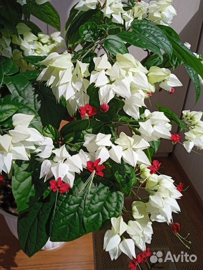 Клеродендрум госпожи томпсон