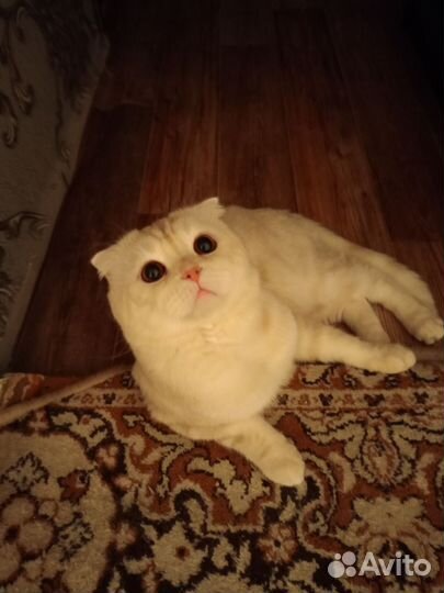 Кот в добрые руки