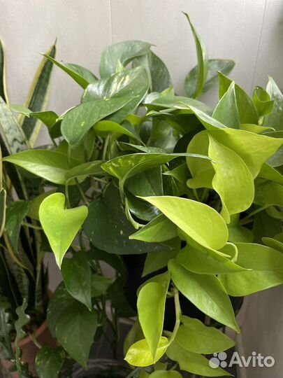 Сциндапсус Голден