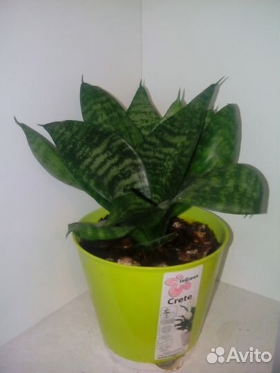 Сансевьера продам-обмен