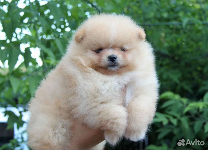 Померанский шпиц. Щенки с родословной. Все окрасы