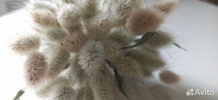 Лагурус мини