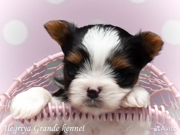 Невероятно сладкая леди бивера