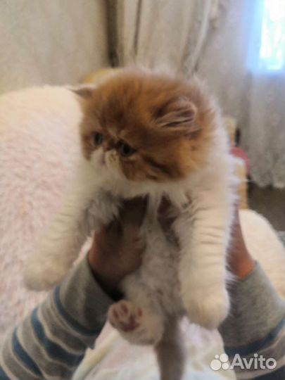 Котята персидские