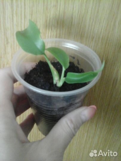 Комнатные растения