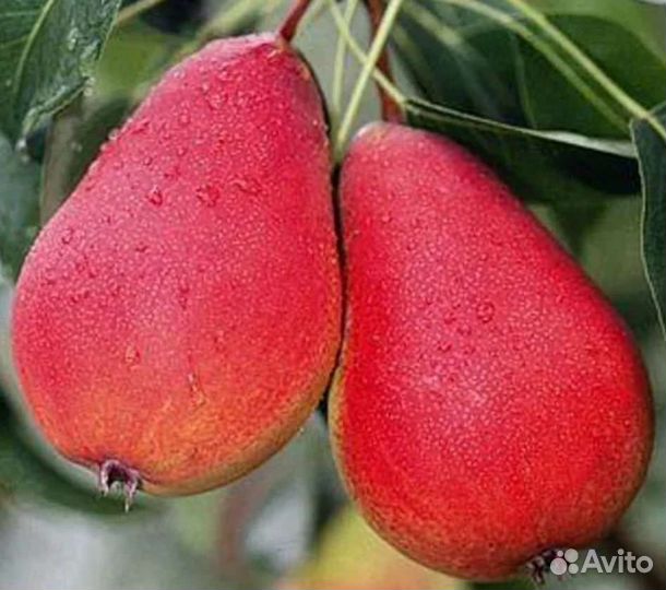 Саженцы из нии садоводства им. И.В.Мичурина(г.Мичу