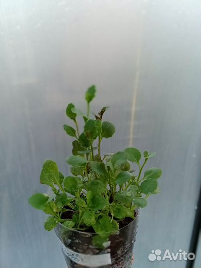 Лобелии, хризантема мультифлора