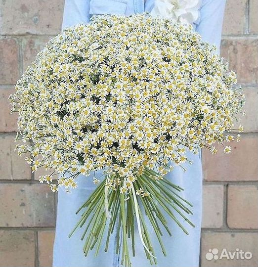 Цветы ромашки. Букеты ромашек. Цветы доставка