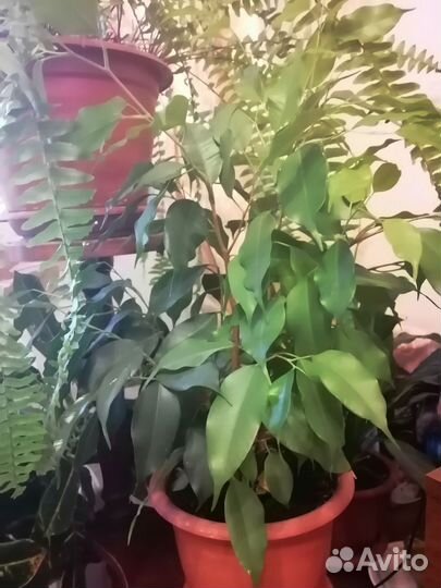 Фикус бенджамина