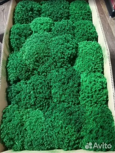 Стабилизированный мох от поставщика опт от 10кг