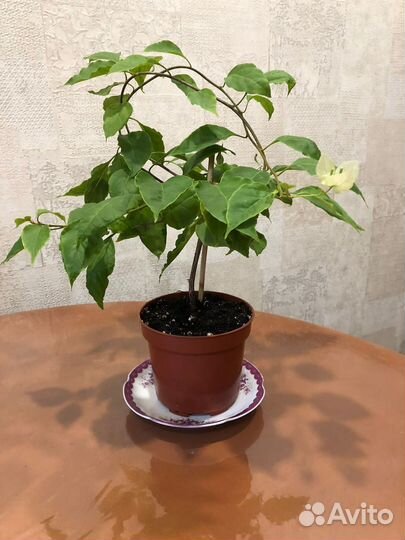 Комнатные растения