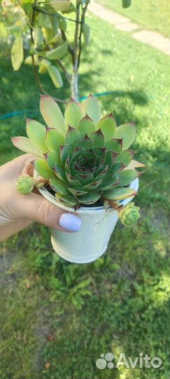 Молодило (каменная роза)