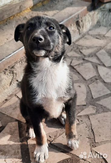 Щенки в добрые руки бесплатно