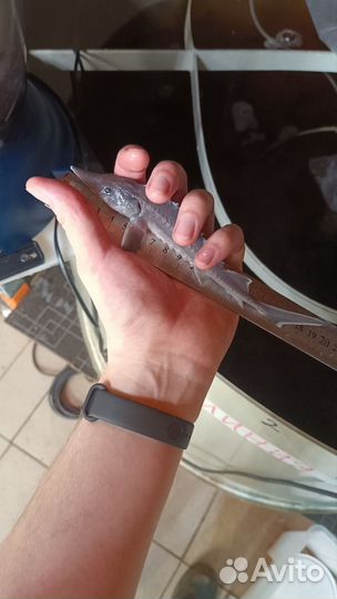 Рыба для пруда. Малек