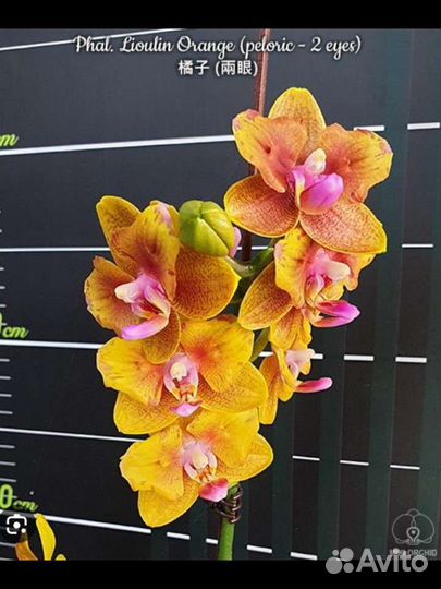 Орхидея Liolin orange