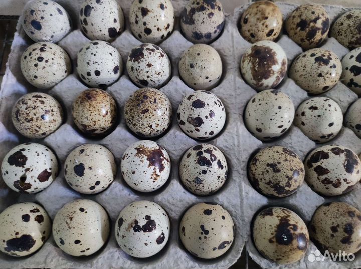 Инкубационное яйцо и цыплята Техасского перепела