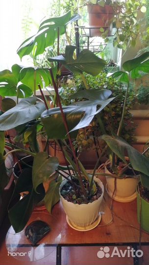 Комнатные растения цветы большие