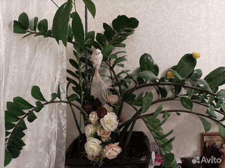 Комнатные растения