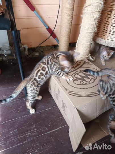 Бенгальская