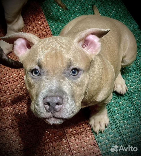 Щенок американского булли покет