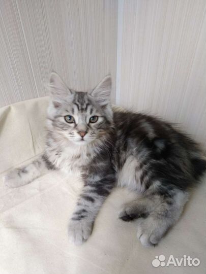 Котята. Кур. бобтейлы. Цены в тексте