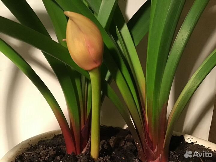 Валлота пурпурная комнатные цветы