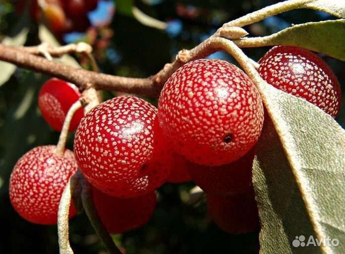 Саженцы Шифердии - красная облепиха