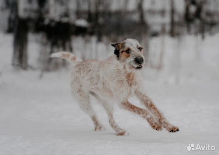 Собака ищет дом